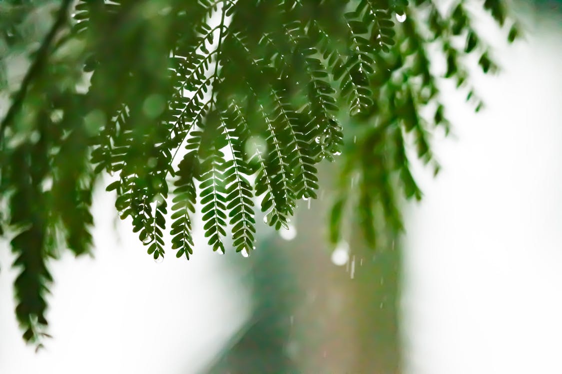 Бесплатное стоковое фото с ветвь, вечнозеленый, дождь