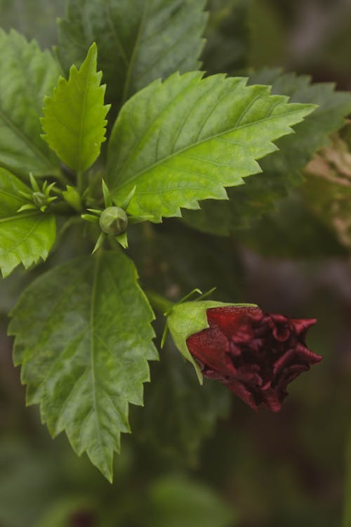 Close-Up Photo Of Red Flower