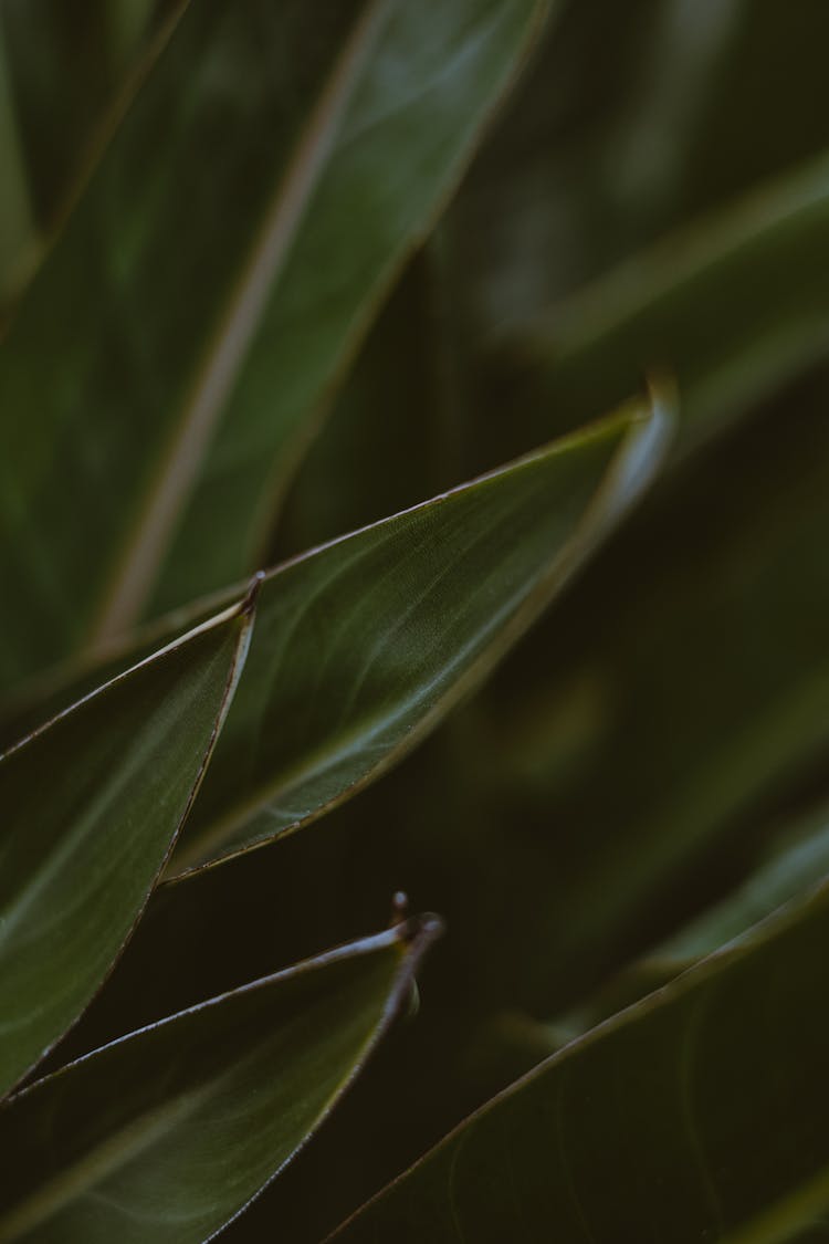 Exotic Palm Tree Leaves In Jungle