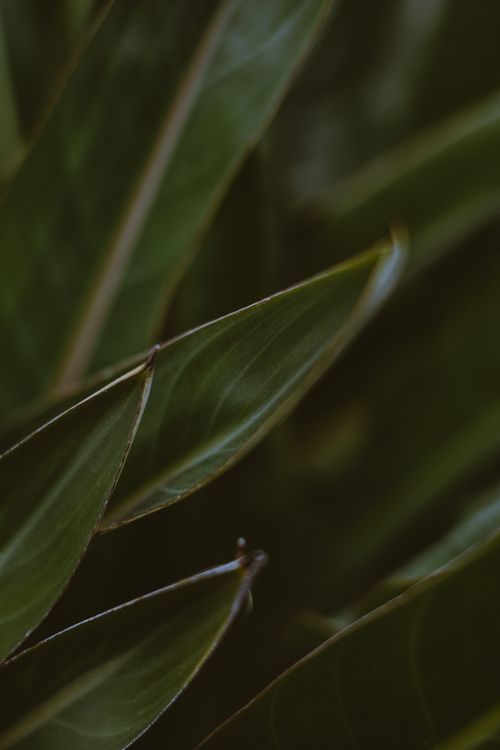 Free From above of green fresh leaves of tropical palm plant growing in exotic garden Stock Photo