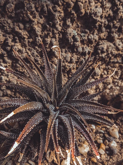 A Dyckia Plant on Brown Soil