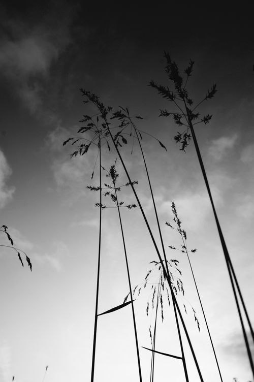 Free Silhouettes of tall grasses against a moody sky, captured in Borgarnes, Iceland. Stock Photo