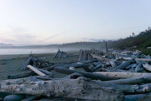Бесплатное стоковое фото с берег, береговая линия, бревна
