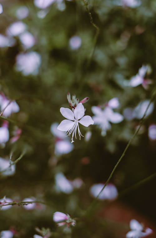 Close-Up Photo Of White Flower