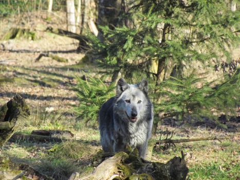 A grey wolf stands alert in a lush forest, capturing the essence of wildlife in the wild.