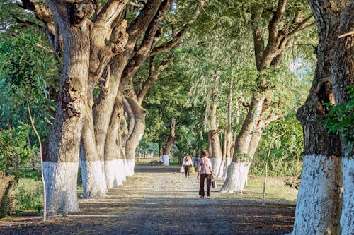 Free stock photo of cây, cây xanh, con đường đi bộ