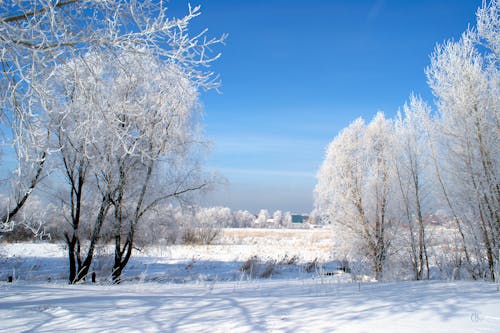 감기, 겨울, 겨울철의의 무료 스톡 사진