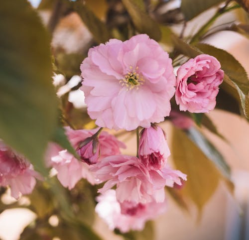 Gratuit Photos gratuites de centrale, fleur de cerisier, fleurir Photos