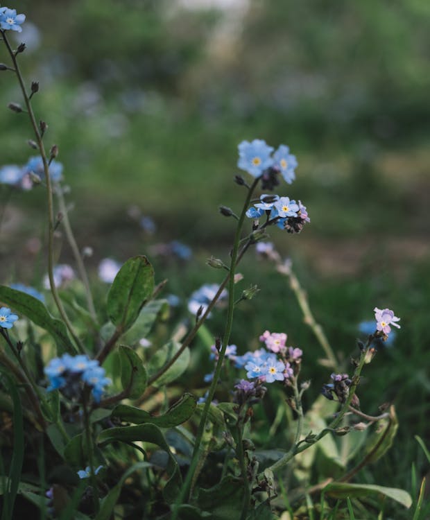 Free Photo Of Blue Flowers  Stock Photo