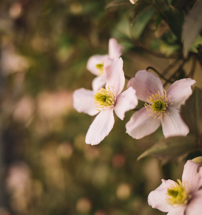 Gratis arkivbilde med blad, blomst, blomsterblad