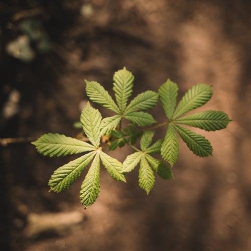 Green Leaf in Close Up Photography