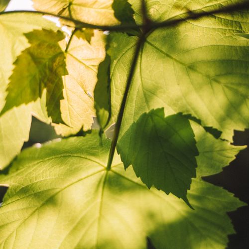 Sunlit green leaves — photo by Ellie Burgin on Pexels
