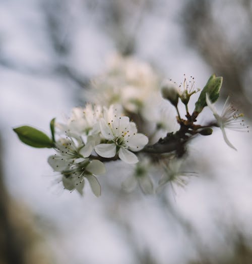 Free Close-Up Photo Of White Flowers Stock Photo