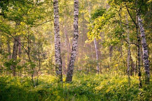 Free Photo Of Wooden Trees During Daytime Stock Photo