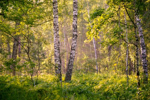 Beautiful birch forest with lush greenery and morning sunlight filtering through.