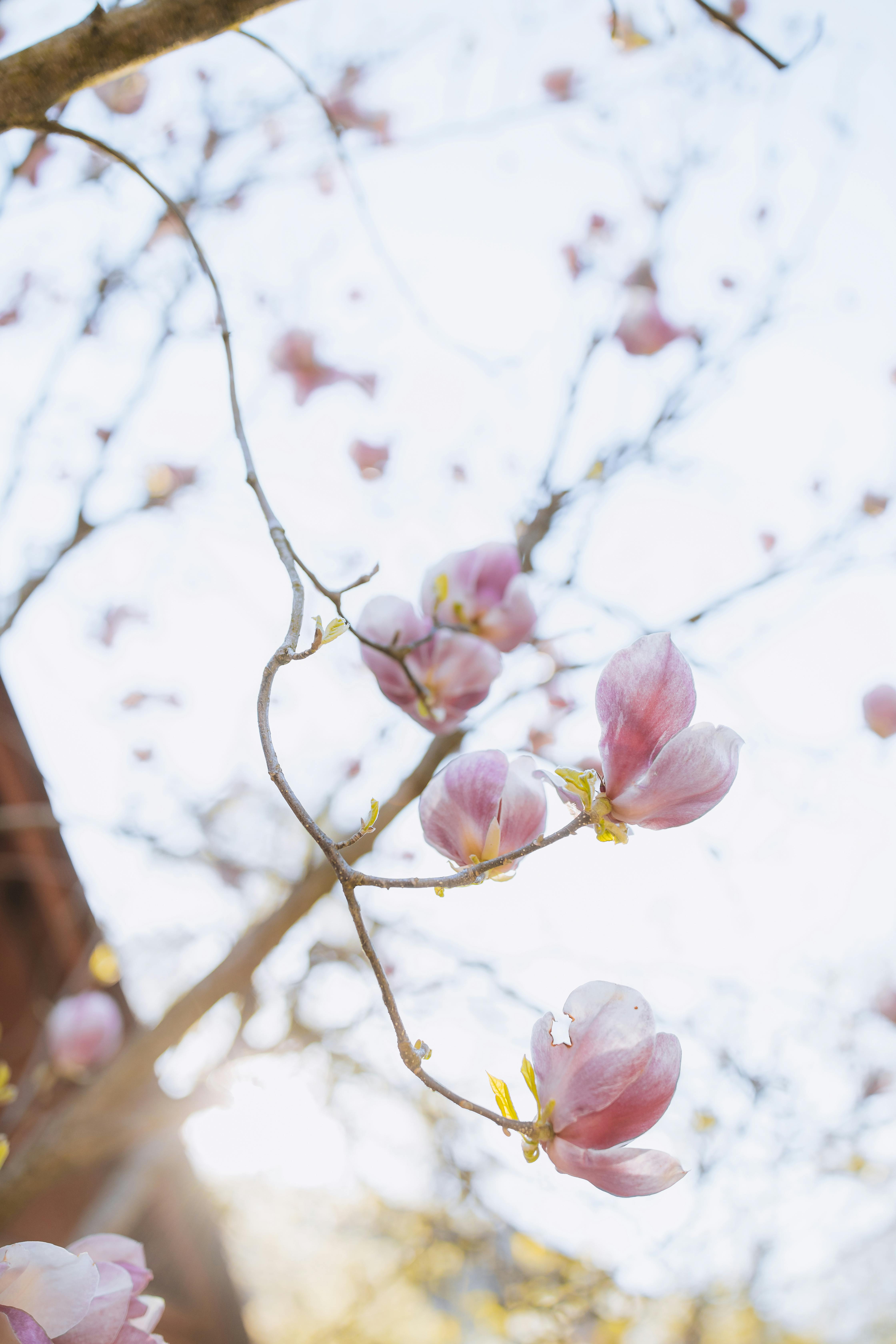 春天，粉红色的凤尾鱼花在枝头精致绽放