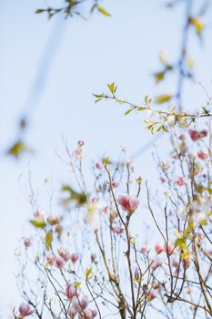 春天，木兰树枝上开着粉红色的花朵，映衬着蔚蓝的天空
