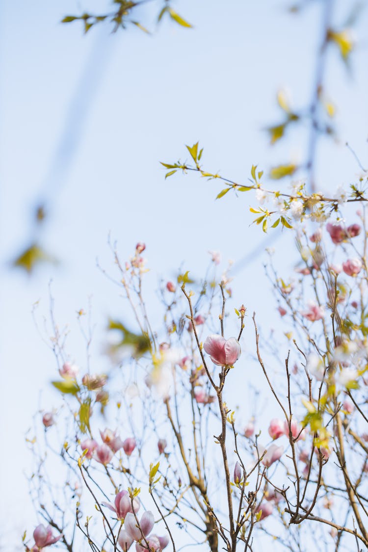 Pink Flower Buds In Branches