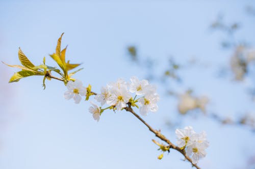 Бесплатное стоковое фото с белые цветы, бутоны, весна