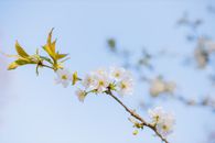 白花开在樱花枝上，映衬着宁静的蓝天
