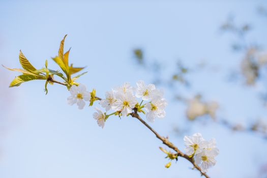 白花开在樱花枝上，映衬着宁静的蓝天