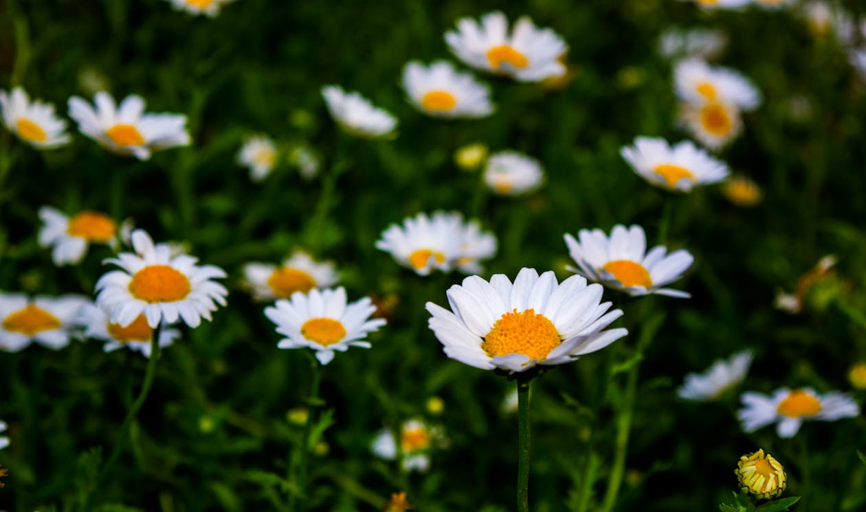 White Daisy Flower Field