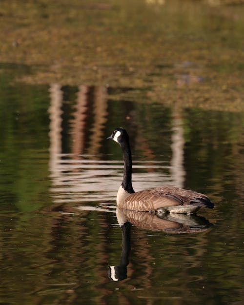 Photo Of Duck On Water