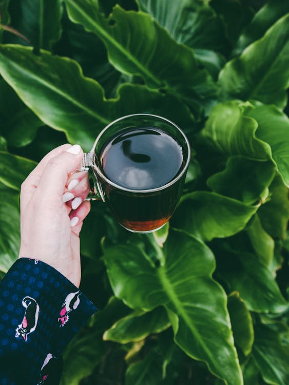 Free Photo Of Person Holding Cup  Stock Photo