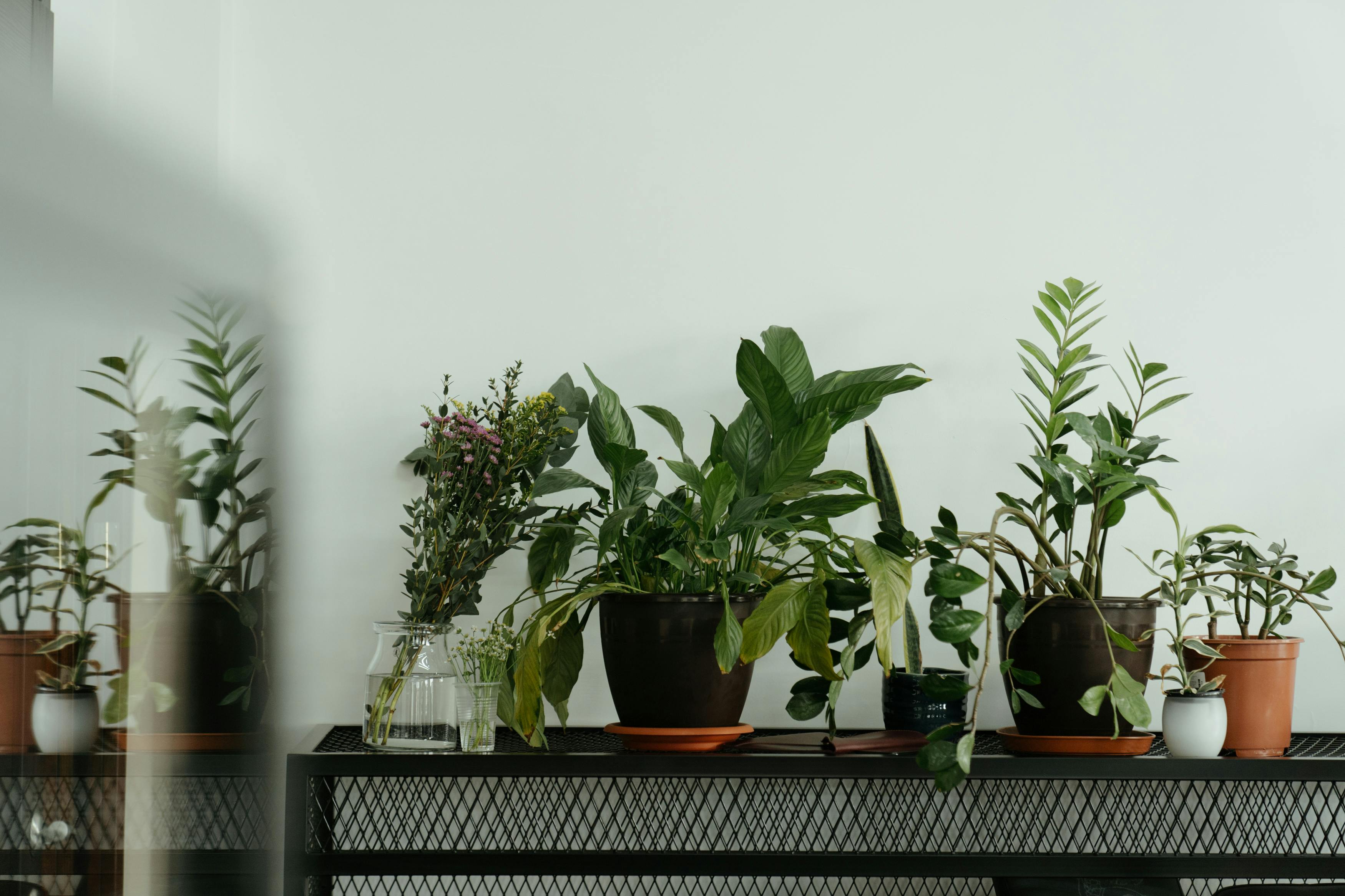 Green Potted Plant on Black Metal Table · Free Stock Photo