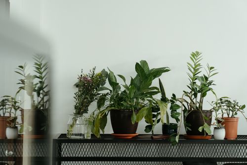 Free Elegant indoor plant arrangement on a metal shelf, creating a serene atmosphere. Stock Photo