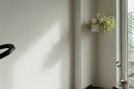 Green Plant on White Wall