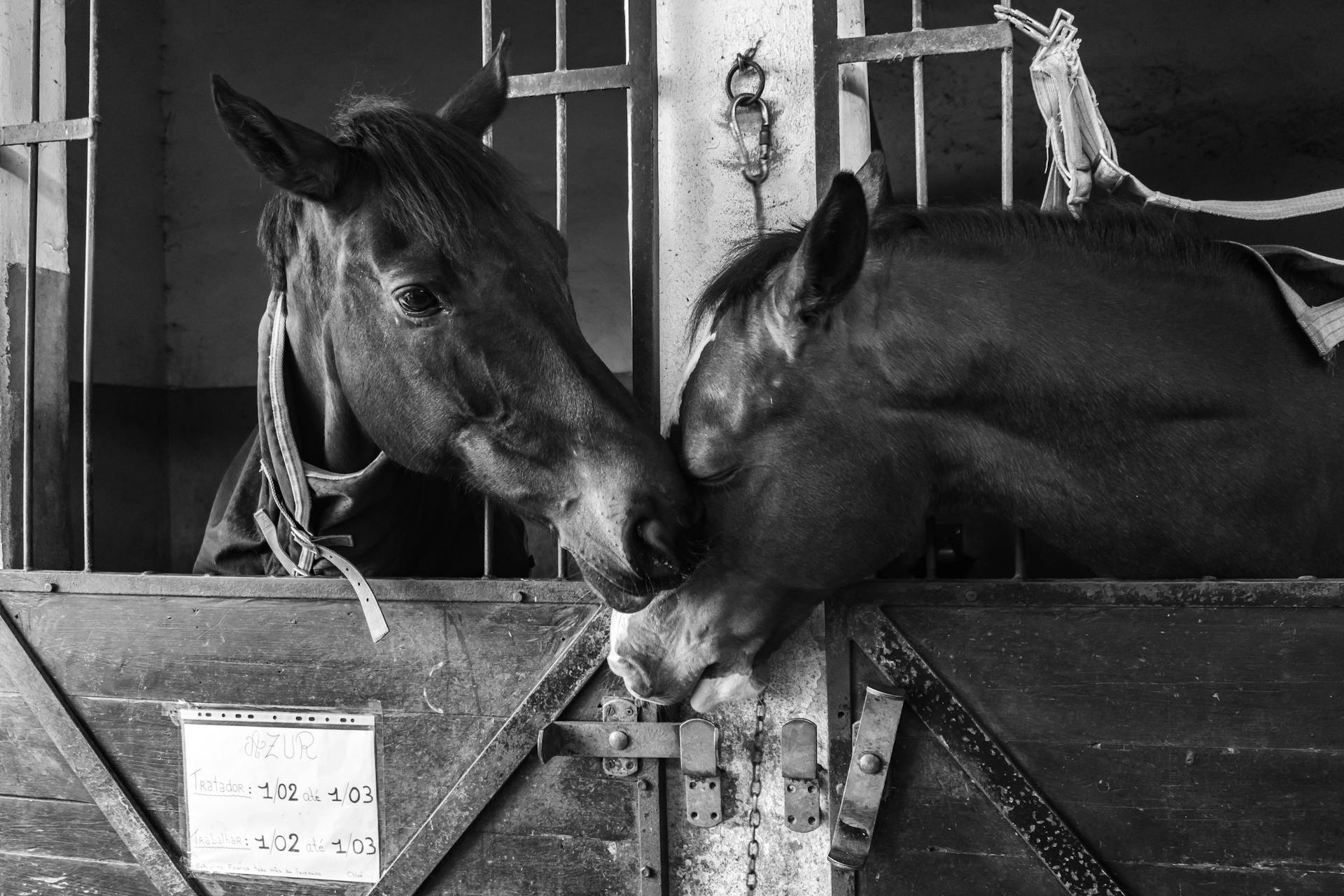 Two horses in a stable sharing an intimate moment in black and white.