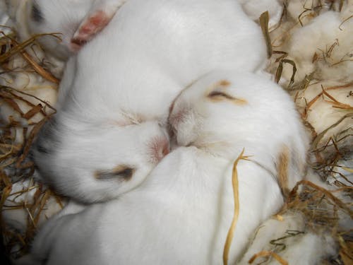 Free White Baby Bunnies Stock Photo