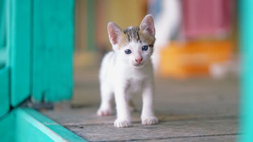 Photo Of White Kitten 