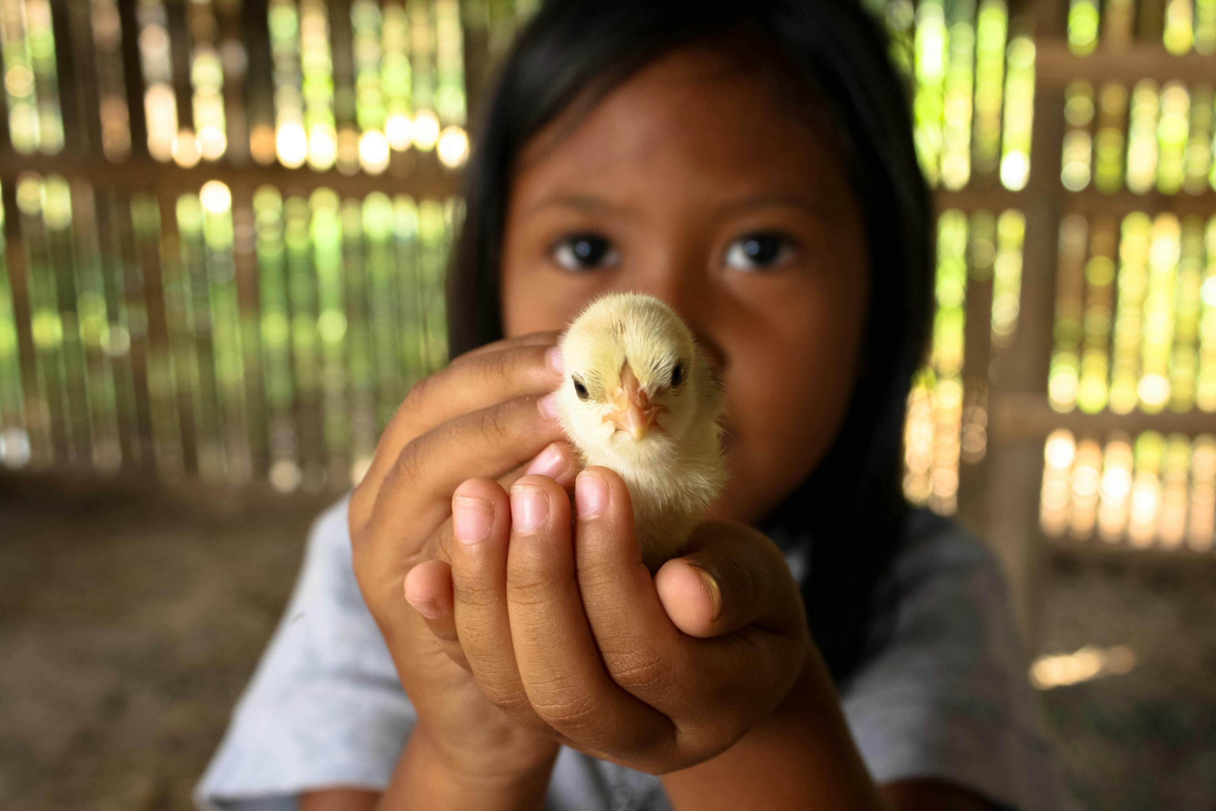 photo of child holding chick