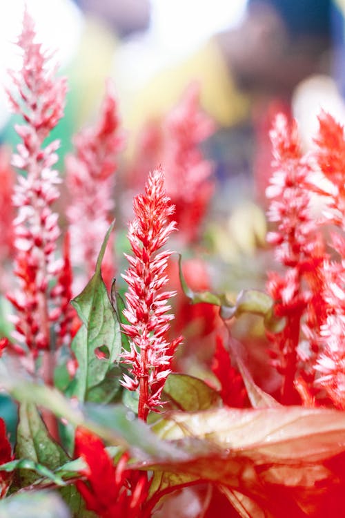 Close-Up Photo Of Red Flowers