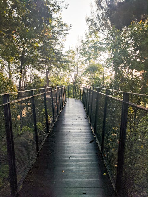Empty footbridge in lush green forest