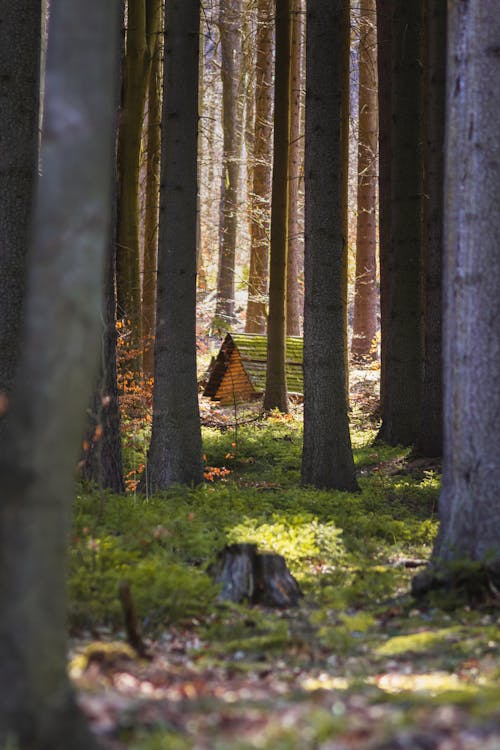 Foto d'estoc gratuïta de arbres, bosc, boscos