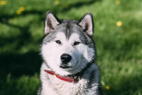 Free Close-up of a Siberian Husky with a red collar sitting on green grass in sunny weather. Stock Photo
