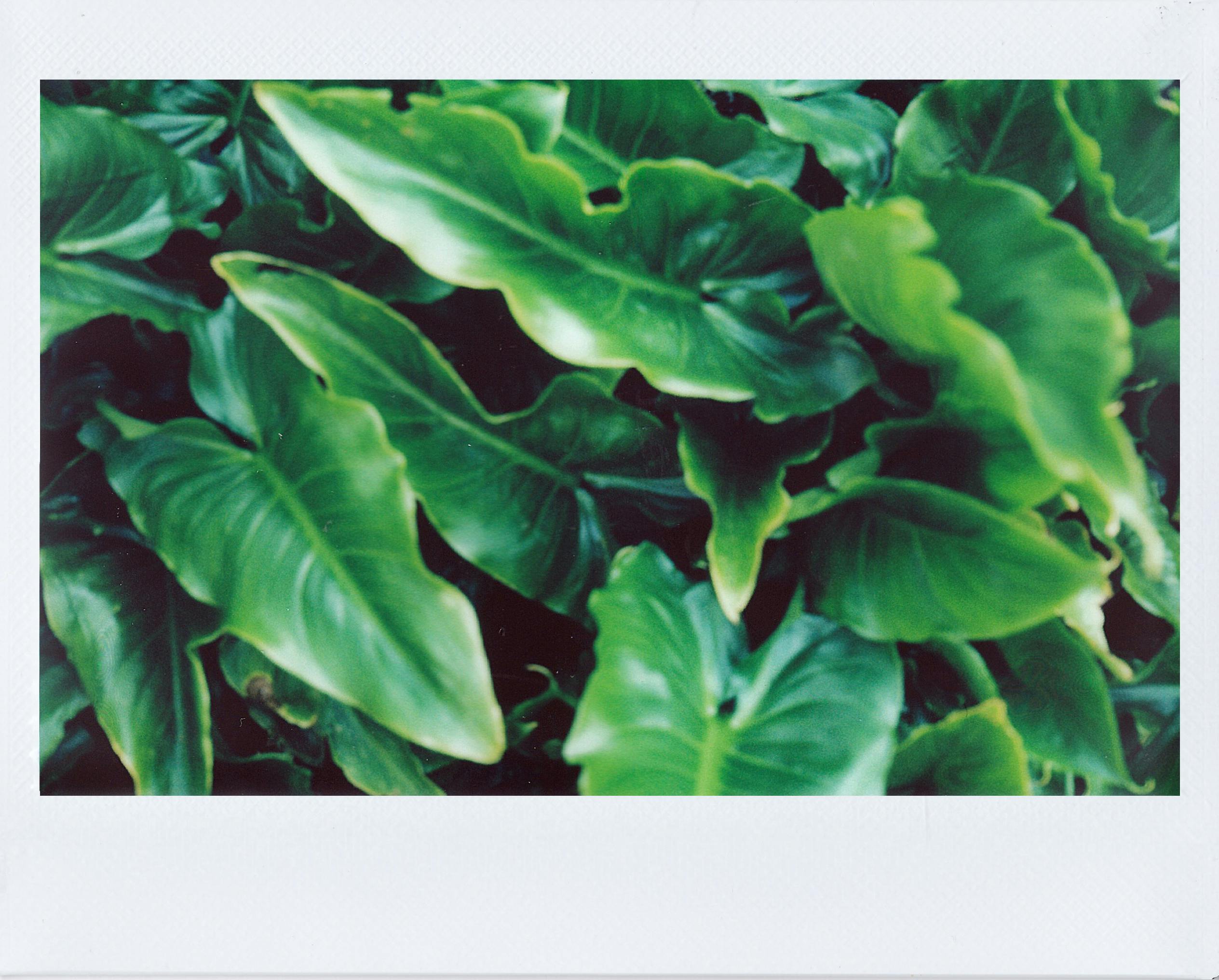 Close-up view of vibrant green leaves captured in a classic instant film style, showcasing botanical beauty.