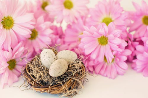 Photos gratuites de composition florale, coquilles, coquilles d'œufs