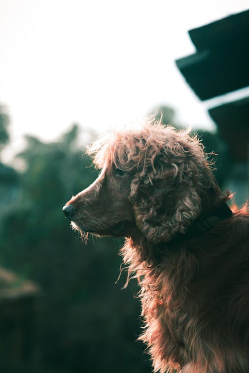 Photo Of Brown Furry Dog