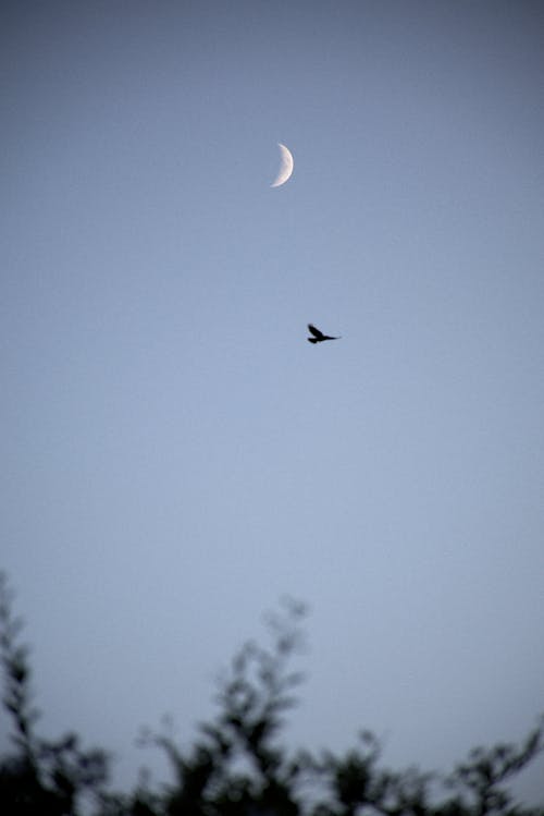 Kostnadsfri bild av fågel, flygande, halvmåne