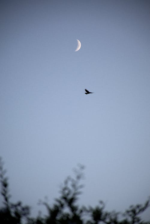 Základová fotografie zdarma na téma létání, obloha, pták