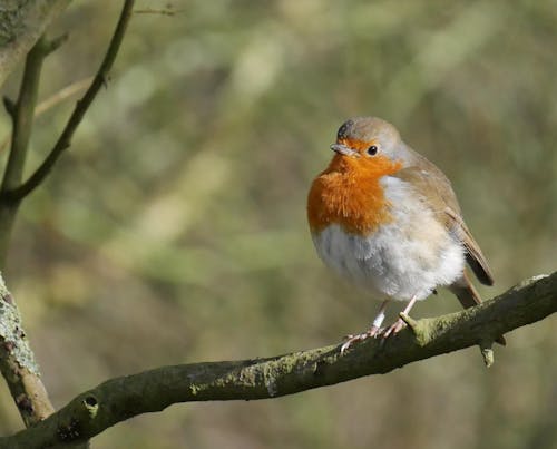 Photo Of Perched On Tree