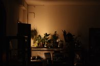 纹身工作室内，阴影与温暖的灯光映照着植物，营造出舒适的氛围