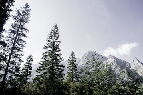 açık hava, ağaçlar, barışçıl içeren Ücretsiz stok fotoğraf