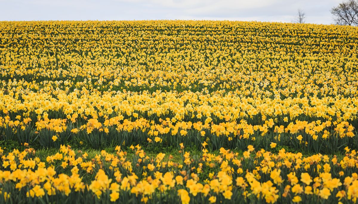 Field of yellow daffodils in bloom