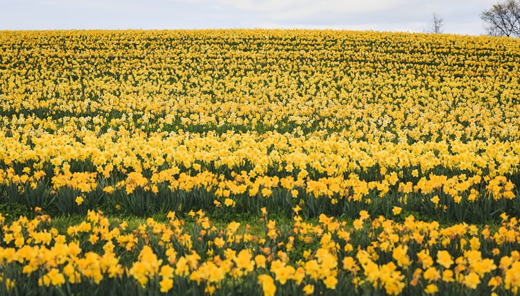Photo Of Flower Field During Daytime