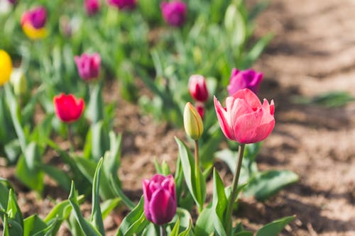 Free Close-Up Photo Of Pink Tulips  Stock Photo